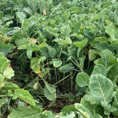 SovGold Kale