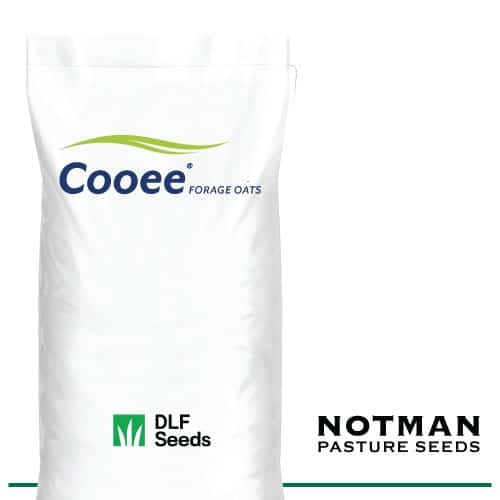 Cooee-Oats-Notman-Pasture-Seeds