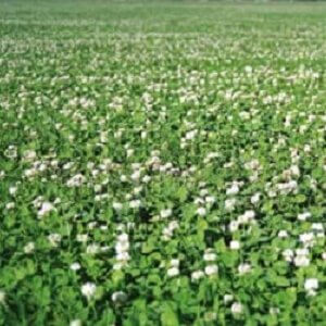 Demand NZ White Clover - Notman Pasture Seeds