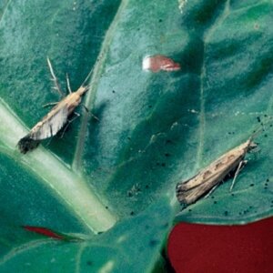 Diamondback Moth Notman Pasture Seeds