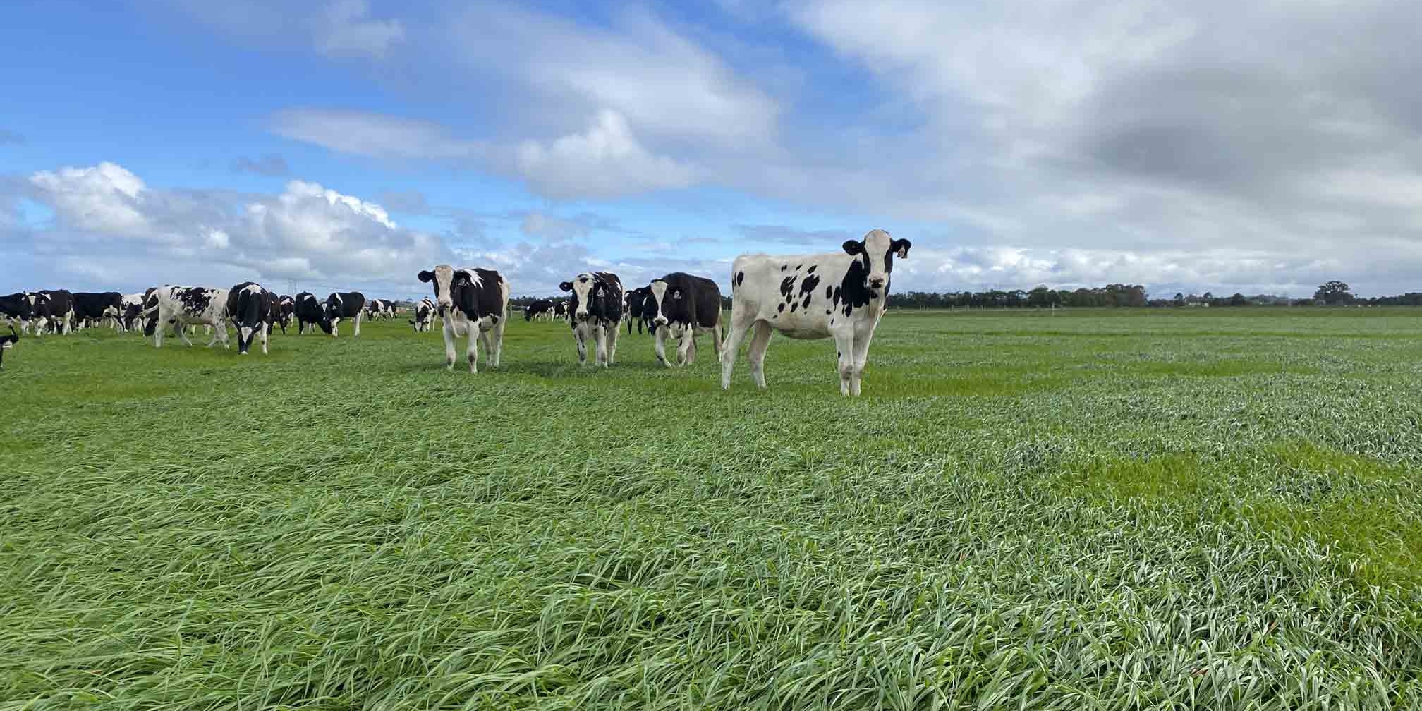 Vibe Italian Ryegrass Longwarry