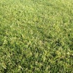 Lawn & Turf - Notman Seeds
