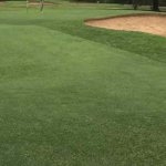 Lawn & Turf - Notman Seeds golf
