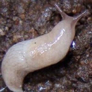 Slugs-Notman-Pasture-Seeds