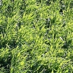 Southern-Green-Ryecorn - Notman Pasture Seeds