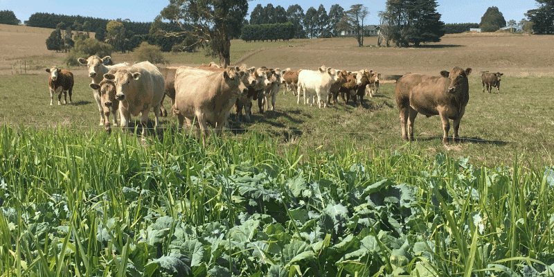 Top Crop Rape and Millet - Notman Pasture Seeds