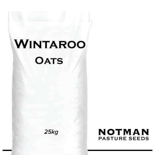 Wintaroo-Oats-Notman-Pasture-Seeds