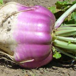 marco-turnip-notman-seeds